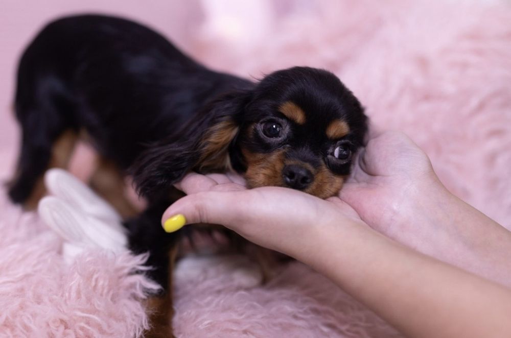 Кавалер Кинг Чарльз спаниель