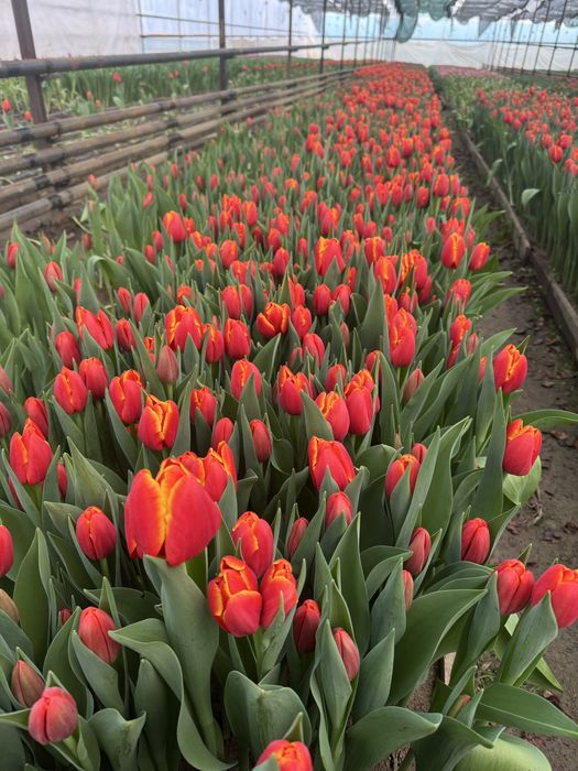 Тюльпан гулдеры 8 наурыз