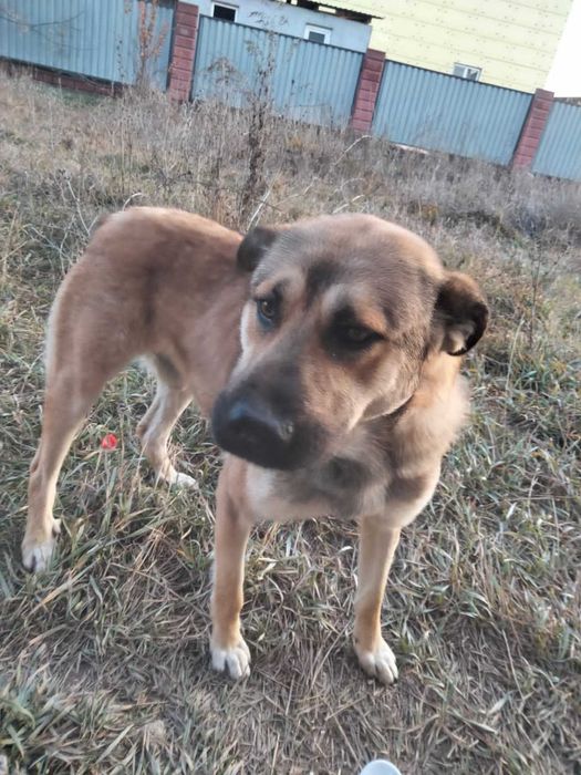 Крупный пес в хорошие руки