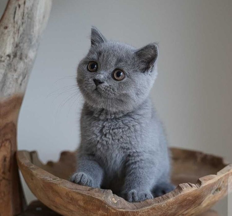 Scottish fold девочка и мальчик