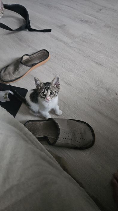 Pui pisica adoptie