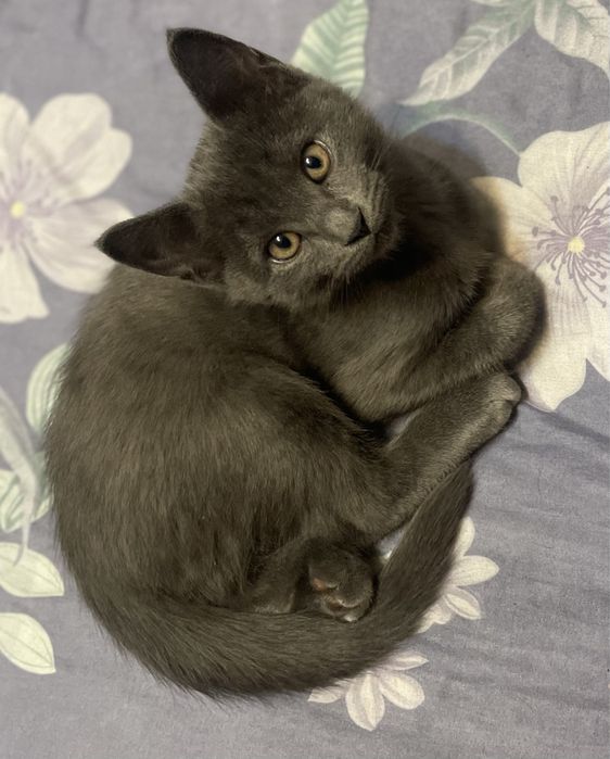 Котята Бесплатно