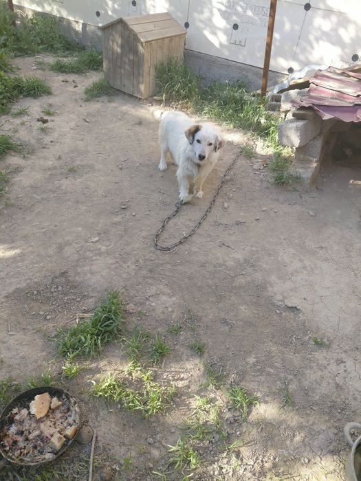 Ит Сатылады тегін!