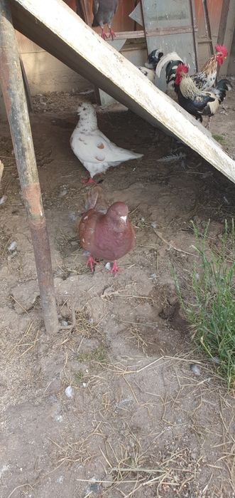 Vând rate mute, rățoi, 1 rata muta cu 15 boboci de 3 zile, cocoși iopani, porumbei