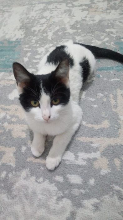 Уйретылген мысык бар