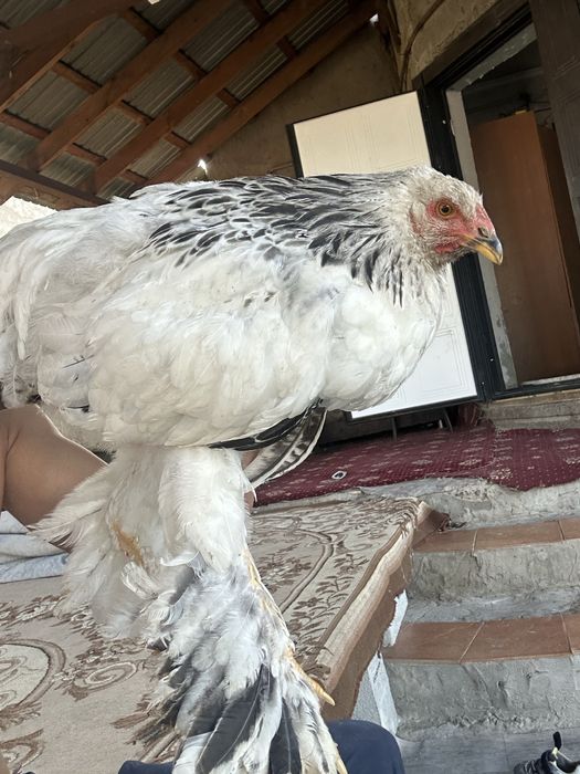 брама кораз 3 айлык