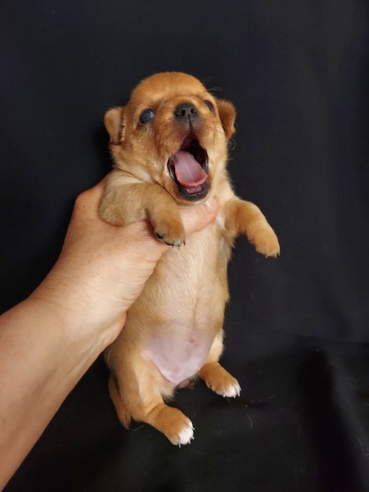 Продаю щенков чихуахуа