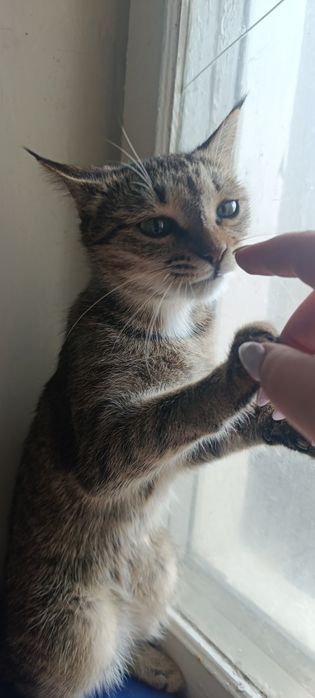 Кошечка а добрые руки