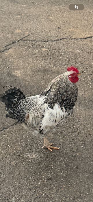 Продам  молодых петухов