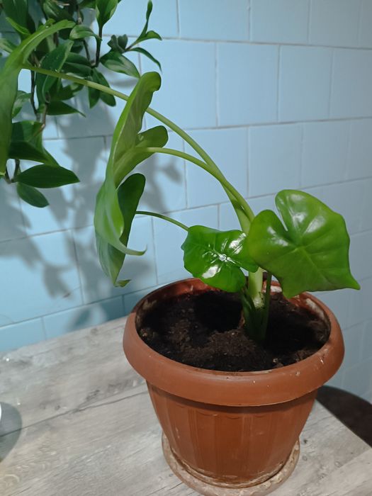 Продам домашний цветок.