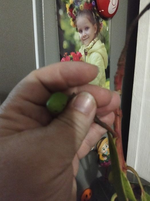 Продам дерево манго и саппадиллы