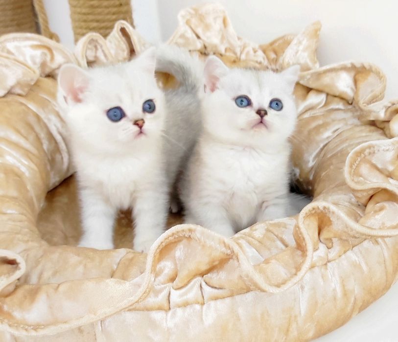 Британские котята