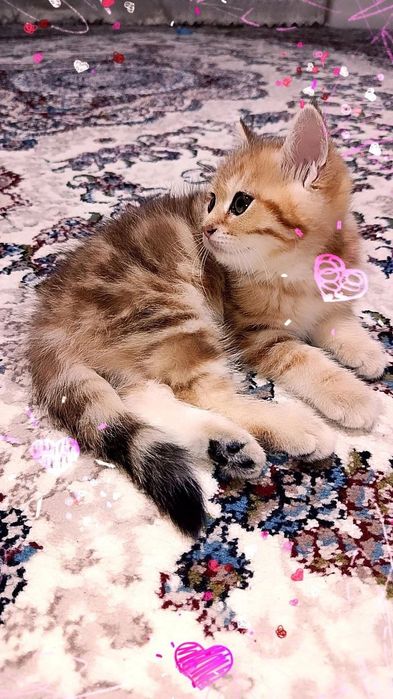 Золотистый шиншила