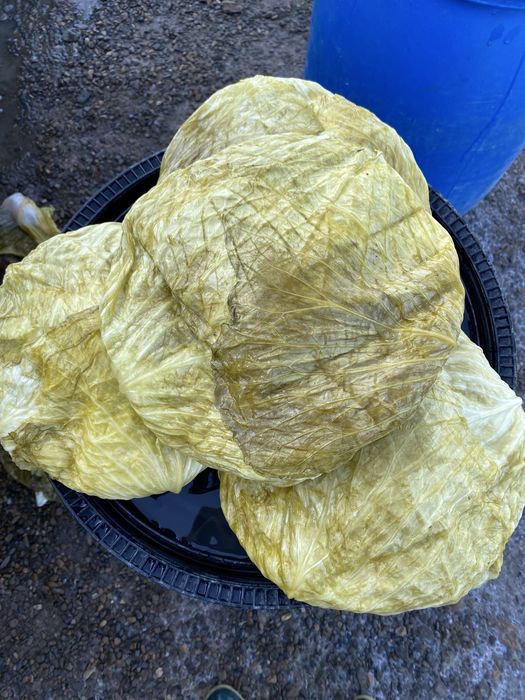 Varză murată nouă