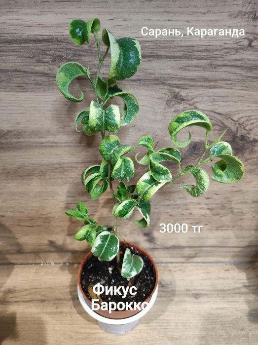 Фикус разных цен и размеров