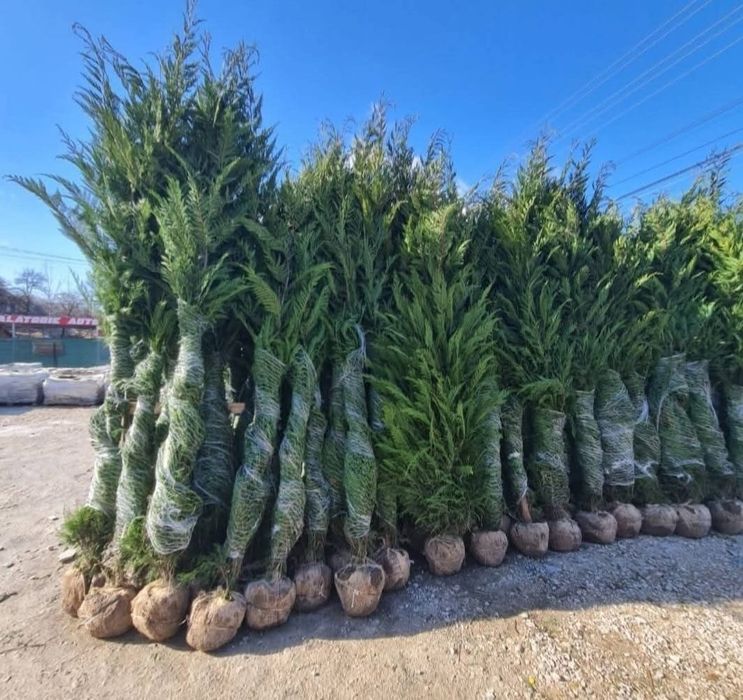 Reducere! Thuja Leylandii de vânzare – varianta perfectă pentru curtea