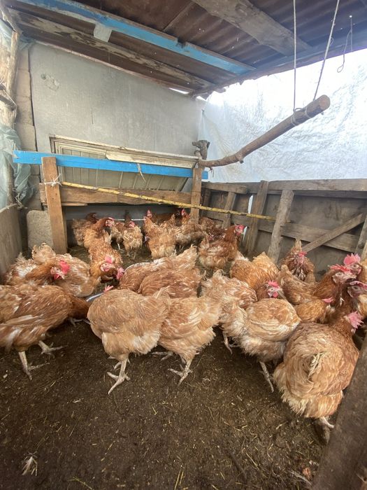 Тауық сары қолдың тауығы