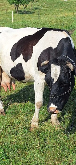 Vaca de vanzare ,foarte cuminte