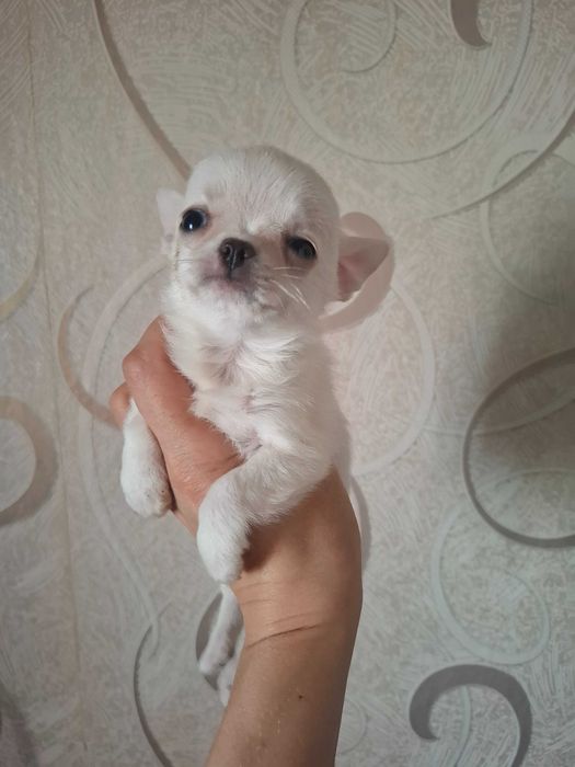 Щеночки чихуахуа