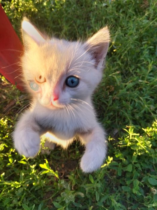 Отдам котика игривый