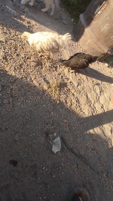 Курей цыплята продам астролоб