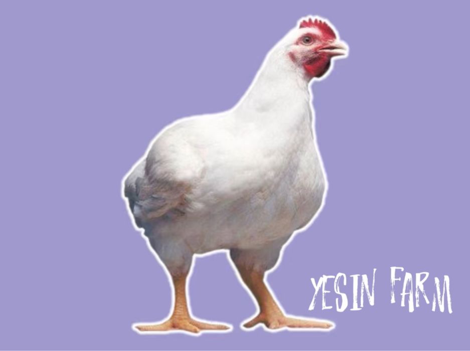 Бройлерные яйца инкубационные РОСС 308 — мощная генетика