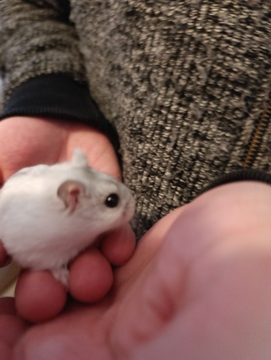 Donez hamster Timișoara