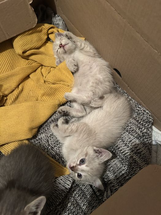 Отдадим котят в добрые руки