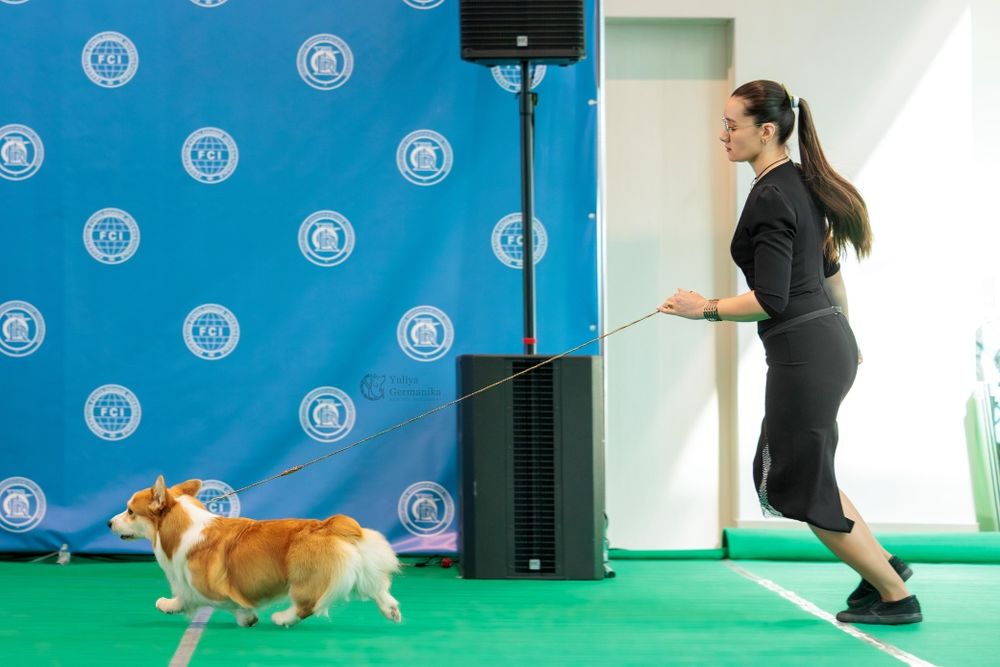 Вельшкорги пемброк