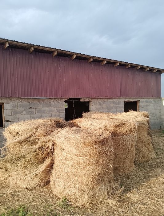 жонышка сатылады