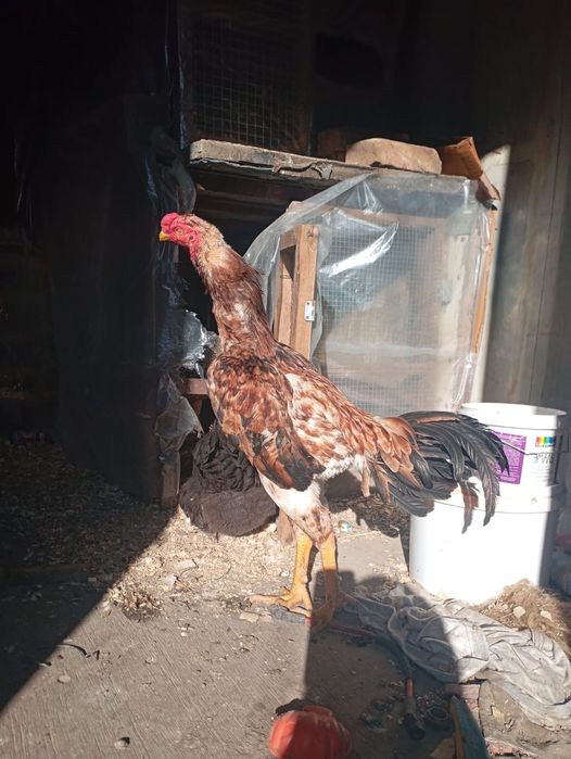 Дакан нннннннннннннннннн