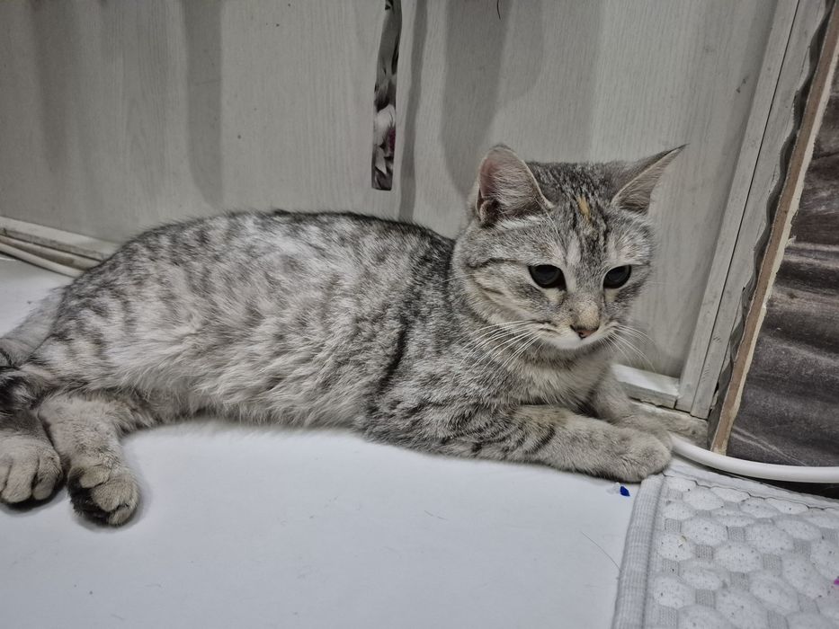 Красивая кошечка