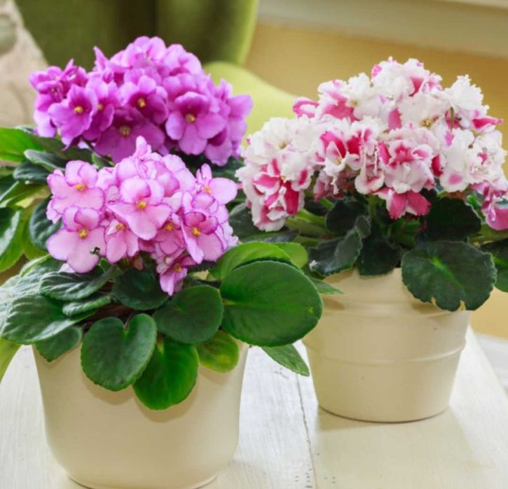 Фиалки от 250 тн и ввше