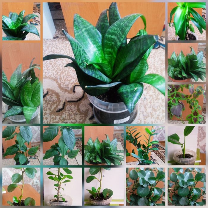 Комнатные растения цветы