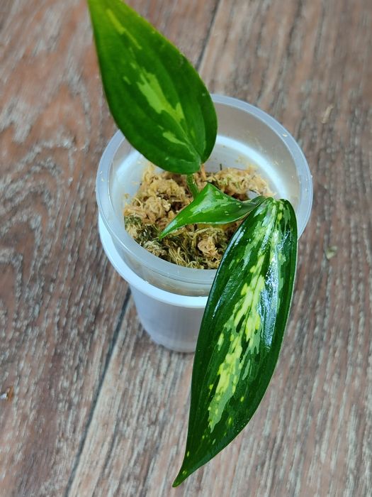 Тайские Аглаонемы