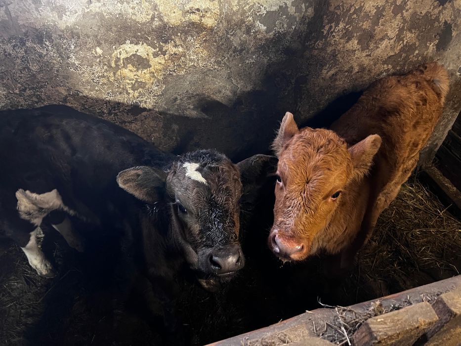 Продам коров с телятами