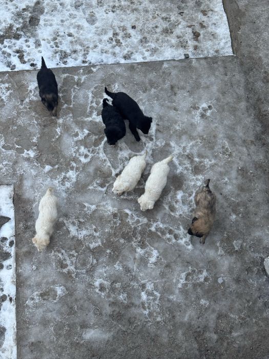 Продам щенков 2 месяца