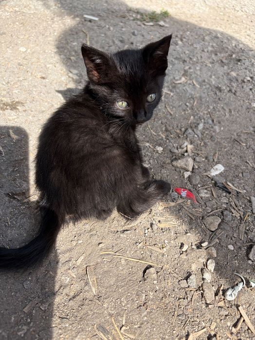Малки , вече опитомени улични котенца