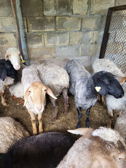 Барашки и тохтушки