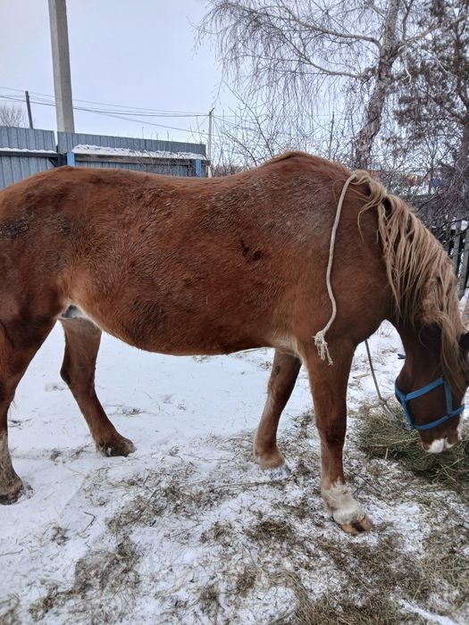 Продам кобылу!!!