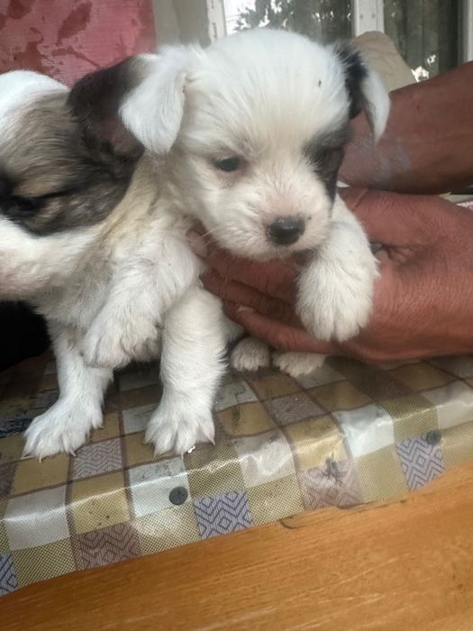 Căței bichon maltez