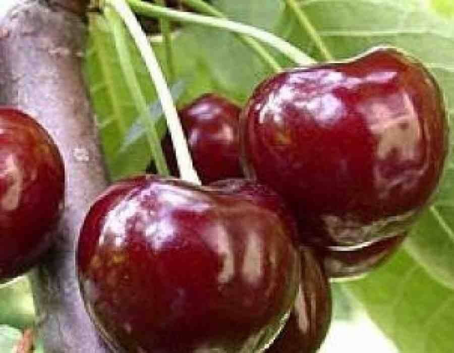 Вишня  дачная )Шубарсу