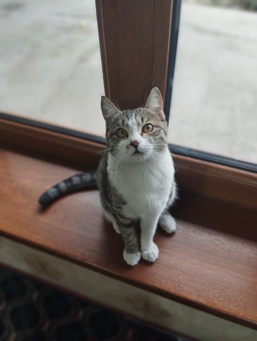 Abbissins mushuk sotiladi!!!