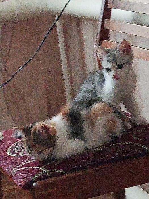 Отдам даром котят