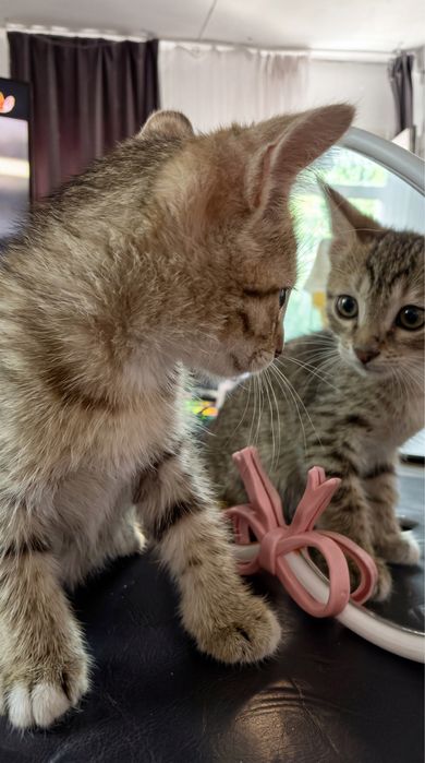 Котята ищут любящих хозяев