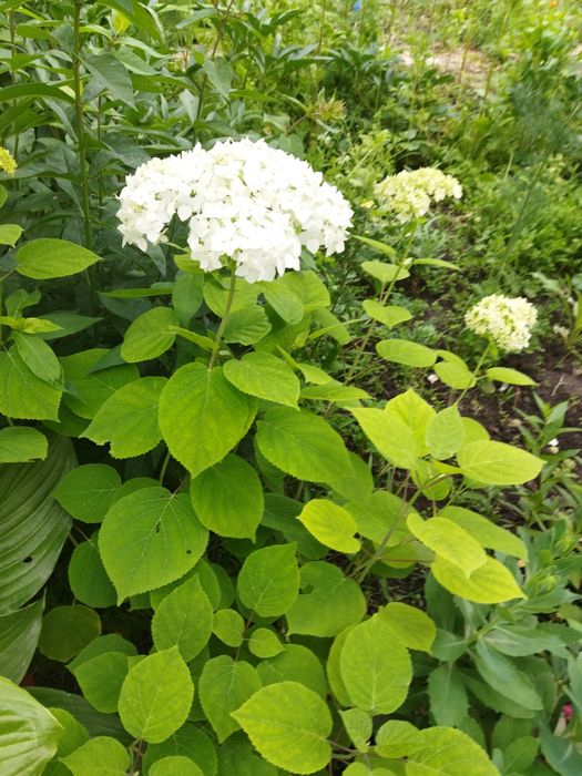 Продам цветы многолетний