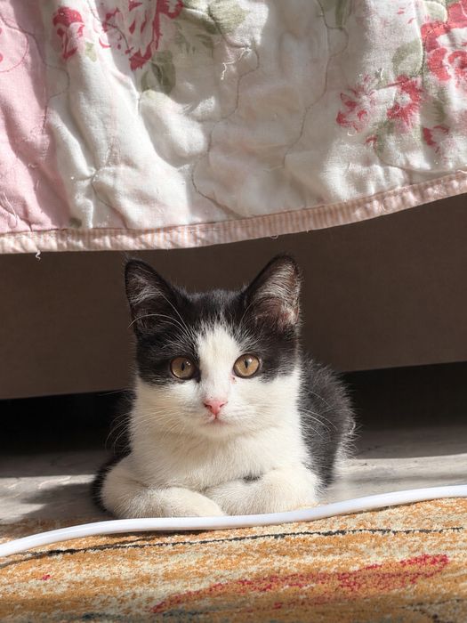 Котенок 2 месяца