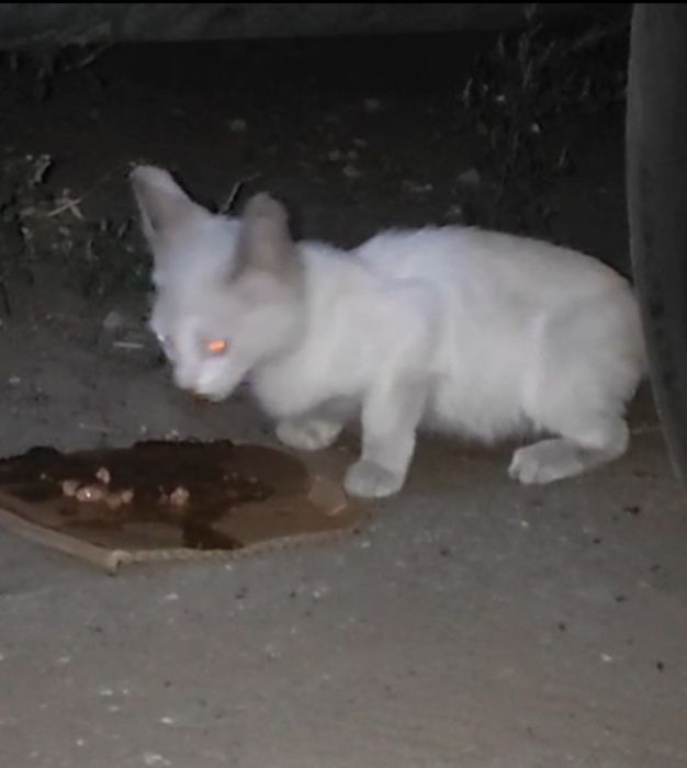 Котенок бесплатно