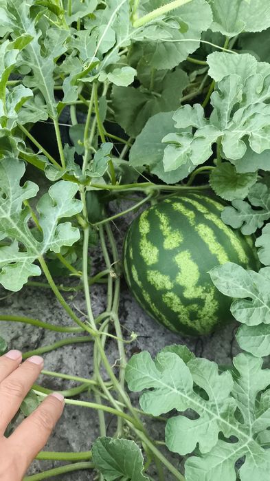 Продам дачу сад Здоровье