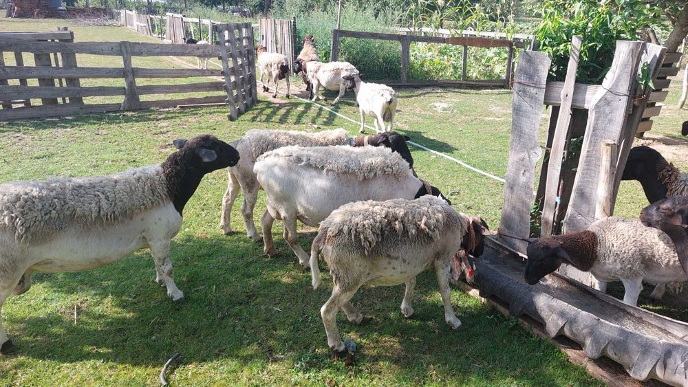 oi, mielute si berbeci dorper